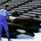 Illustration for article titled SeaWorld to End Killer Whale Breeding Program, After Years of Fighting Demands to Do So